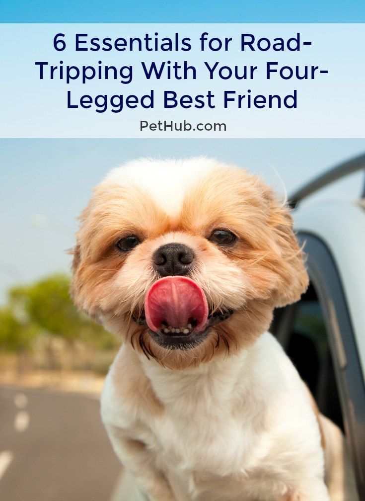 6 Essentials for a Safe and Happy Road Trip With Your Dog PetHub